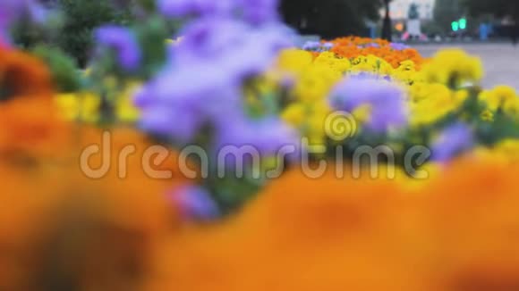 彩色花卉公园花圃季节性橙色视频的预览图