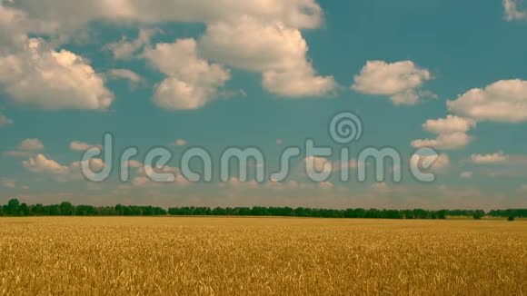 白云在黄色的田野上移动视频的预览图