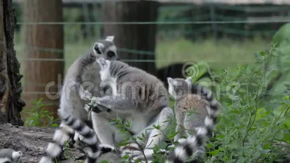 有趣的动物猫狐猴战斗放松在绿草近景视频的预览图
