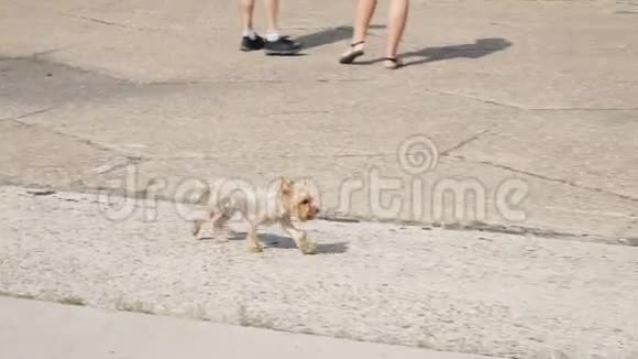 约克郡小猎犬在人行道上奔跑视频的预览图