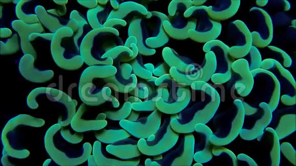 海流中的深薄荷绿锤珊瑚视频的预览图