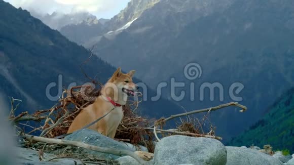 石坝野狗坐在大山的背景上与宠物一起旅行视频的预览图