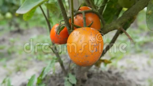 西红柿挂在灌木上成熟以供收获乡村菜园视频的预览图