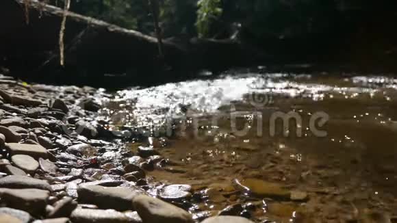 夏季V2宾夕法尼亚森林中的电影小溪区视频的预览图