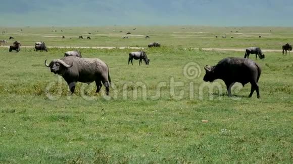 野牛羚羊斑马在荒野的非洲草原上放牧视频的预览图