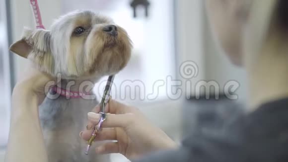 宠物美容师用剪刀剪约克郡的狗毛专业的动物发型和造型视频的预览图