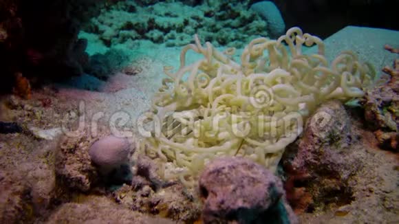 红海珊瑚礁附近海底的大型海葵视频的预览图