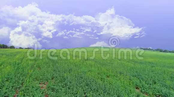 鸟瞰生动的绿野薰衣草的天空有着蓬松的白云复制空间4K视频的预览图