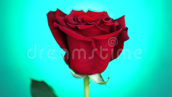 红玫瑰在绿色背景上旋转爱的象征情人节卡片设计视频的预览图