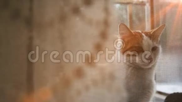 可爱的猫在阳台上打哈欠小猫猫猫视频的预览图