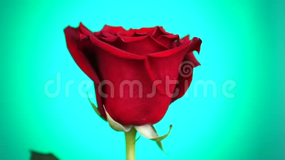 红玫瑰在绿色背景上旋转爱的象征情人节卡片设计视频的预览图