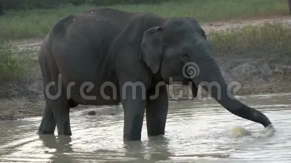 斯里兰卡湖上的大象饮料特写2视频的预览图