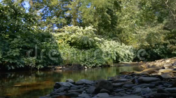 一个生长过度的丛林地区在夏天的小溪视频的预览图