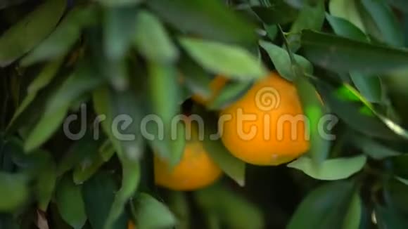 挂在一棵橘子树上的多汁美味橘子的特写女人的手试图摘橘子特写慢动作视频的预览图