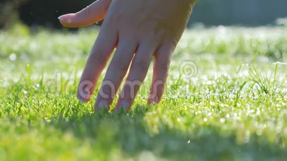 在阳光明媚的早晨女人的手用晨露抚摸草地视频的预览图