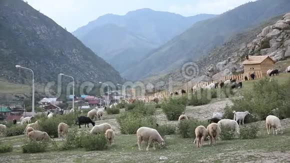 羊在阿尔泰山上放牧视频的预览图