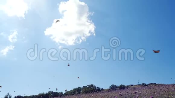 在美丽的蓝天上许多蝴蝶在田野上飞舞相机在飞舞的蝴蝶之间移动视频的预览图