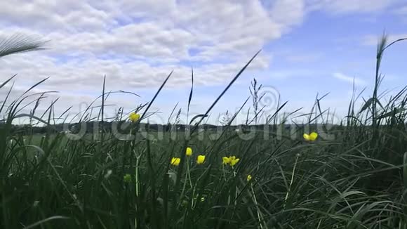 绿色的田野上有黄色的花朵蓝色的多云的天空视频的预览图
