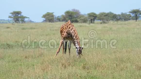 年轻长颈鹿伸出前腿在牧场上放牧背景相思视频的预览图