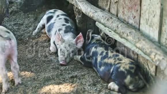 一群有斑点的小家猪休息视频的预览图
