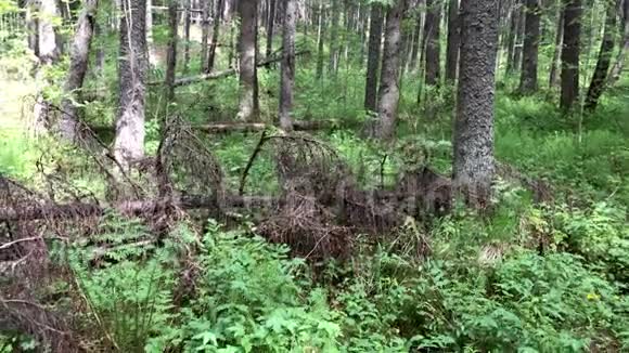 夏天的时候有松树倒下的森林视频的预览图