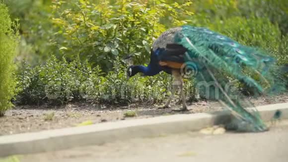 孔雀在他的公园里散步视频的预览图