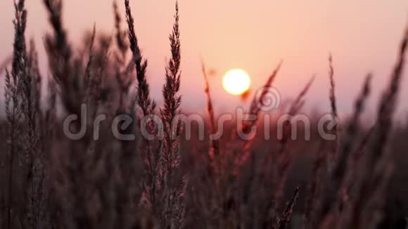 草纹的细节与树叶在田野而早晨日出与紫色粉红色和橙色的天空视频的预览图