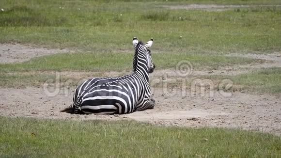 斑马躺在尘土飞扬的地上然后站起来笑起来视频的预览图
