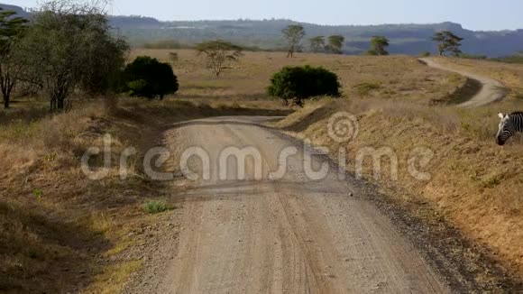 斑马穿过尘土飞扬的蜿蜒道路风景如画的非洲平原美丽的相思视频的预览图