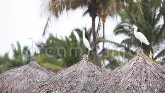 鹭鸟坐在茅草屋顶上视频的预览图