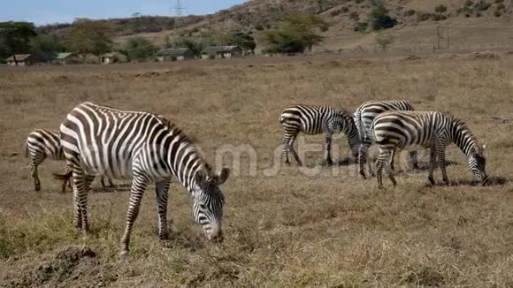 Zebras在非洲人民之家旁边放牧视频的预览图