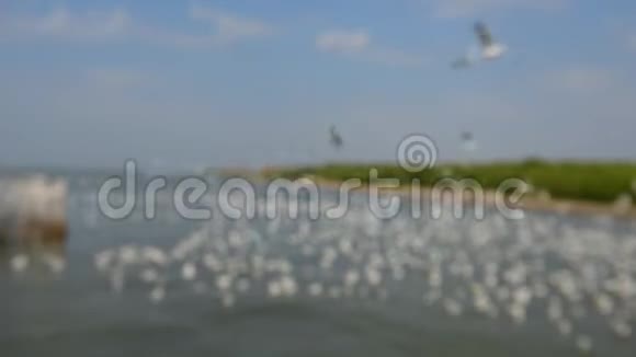 海鸥在天空和大海上飞翔视频的预览图