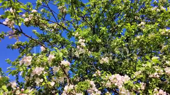 毛茸茸的大黄蜂在蓝天的映衬下飞去了苹果树的白花视频的预览图