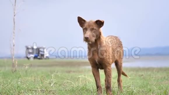 特写棕色狗站在草地上视频的预览图