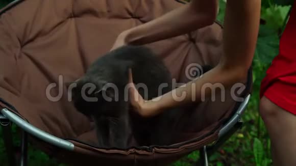 穿红衣服的女人从扶手椅上抱着一只可爱的黑猫视频的预览图