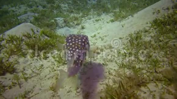 黄斑毛鱼在水下灯笼的照耀下在沙底上方游动视频的预览图