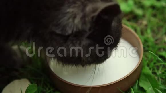 可爱的黑毛丰满猫头喝牛奶视频的预览图