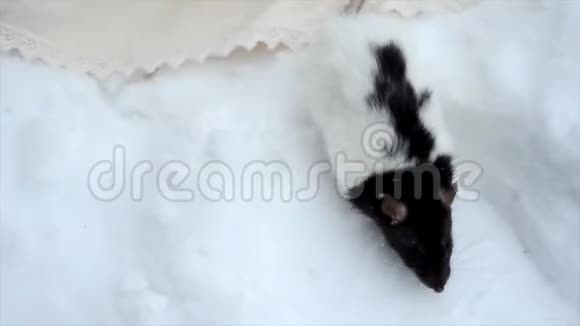 狡猾的老鼠穿过雪地视频的预览图