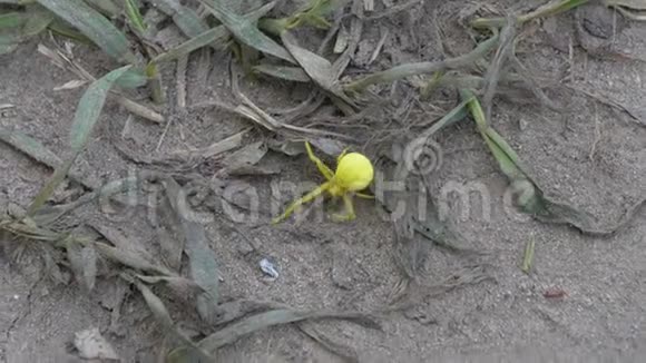美丽的黄色大蜘蛛在地上爬行视频的预览图