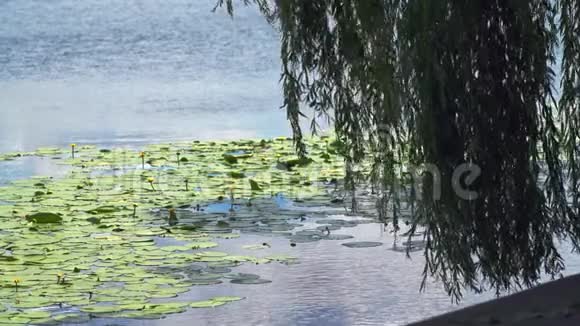 垂柳在平静的湖面上摇曳视频的预览图