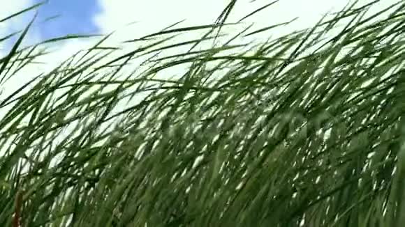 风中芦苇的低视角视频的预览图