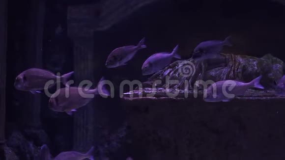 水下世界水族馆五颜六色的鱼在深蓝色的水中视频的预览图
