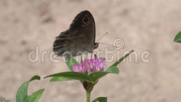 一只蝴蝶大壁布朗拉西马塔梅拉在三叶草上采集花蜜视频的预览图