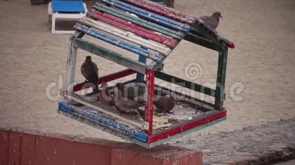 酒店内的埃及鸽子驯服的鸟类埃及的鸟类视频的预览图