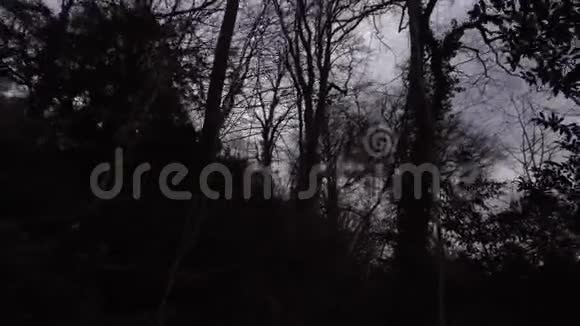 冬天傍晚的树木整个黑暗神秘森林视频的预览图