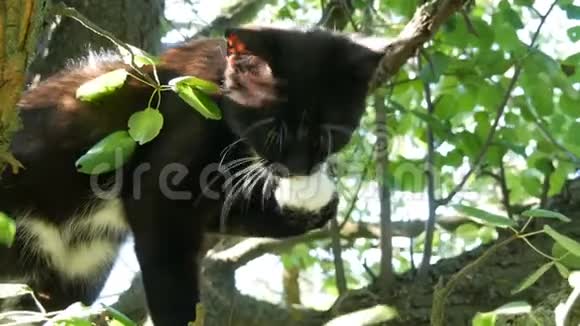 美丽的黑白猫留着长长的白胡子坐在村子里的树上视频的预览图