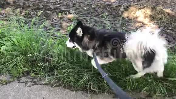 哈士奇用狗皮带在路边的草地上撒尿用爪子和头移动视频的预览图