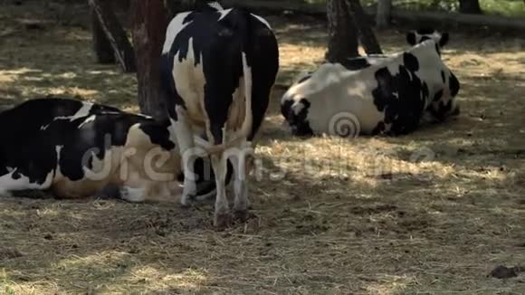 围场内有全套奶牛视频的预览图