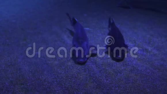 水下世界水族馆五颜六色的鱼在深蓝色的水中视频的预览图