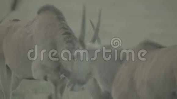 羚羊在牧场的田野上视频的预览图